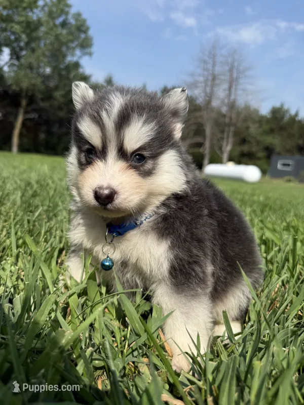 Blue – Pomsky puppy for sale in Norfolk, NE