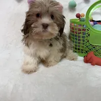 Benny, a male Havanese and Shih Tzu for sale in Norfolk, NE – Photo 4 of 7