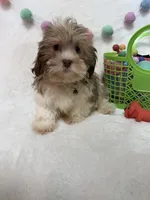 Benny, a male Havanese and Shih Tzu for sale in Norfolk, NE – Photo 4 of 7