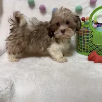 Benny, a male Havanese and Shih Tzu for sale in Norfolk, NE – Photo 5 of 7