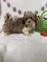 Benny, a male Havanese and Shih Tzu for sale in Norfolk, NE – Photo 5 of 7