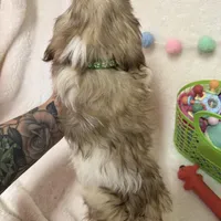 Benny, a male Havanese and Shih Tzu for sale in Norfolk, NE – Photo 7 of 7