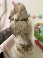 Benny, a male Havanese and Shih Tzu for sale in Norfolk, NE – Photo 7 of 7