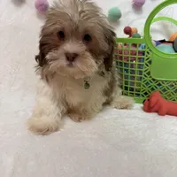 Benny, a male Havanese and Shih Tzu for sale in Norfolk, NE – Photo 6 of 7