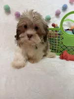 Benny, a male Havanese and Shih Tzu for sale in Norfolk, NE – Photo 6 of 7