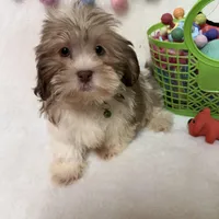 Benny, a male Havanese and Shih Tzu for sale in Norfolk, NE – Photo 3 of 7