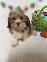 Benny, a male Havanese and Shih Tzu for sale in Norfolk, NE – Photo 3 of 7