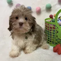 Benny, a male Havanese and Shih Tzu for sale in Norfolk, NE – Photo 2 of 7