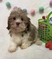 Benny, a male Havanese and Shih Tzu for sale in Norfolk, NE – Photo 2 of 7