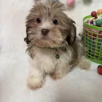 Benny, a male Havanese and Shih Tzu for sale in Norfolk, NE – Photo 1 of 7