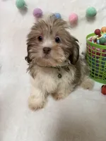 Benny, a male Havanese and Shih Tzu for sale in Norfolk, NE – Photo 1 of 7