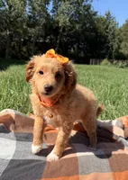 Penny , a female Miniature Goldendoodle for sale in Norfolk, NE – 3 of 7