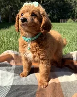 Millie, a female Miniature Goldendoodle for sale in Norfolk, NE – 5 of 7
