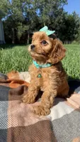 Maggie, a female Cavapoo for sale in Norfolk, NE – 5 of 9
