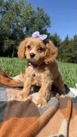 Lottie, a female Cavapoo for sale in Norfolk, NE – 7 of 10