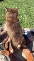 Cookie, a female Pomsky for sale in Norfolk, NE – 10 of 10