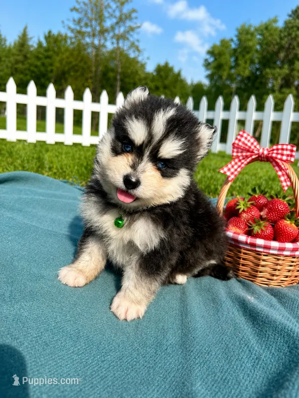 West – Pomsky puppy for sale in Norfolk, NE