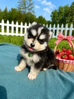West, a male Pomsky for sale in Norfolk, NE – 1 of 10