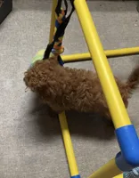 Petter, a male Cavapoo for sale in Norfolk, NE – Photo 4 of 6