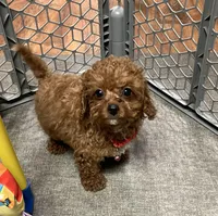 Petter, a male Cavapoo for sale in Norfolk, NE – Photo 5 of 6