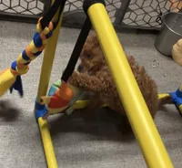 Petter, a male Cavapoo for sale in Norfolk, NE – Photo 3 of 6