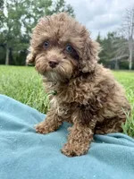 Sammy, a male Shihpoo for sale in Norfolk, NE – 8 of 10