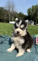 Cam, a male Pomsky for sale in Norfolk, NE – 4 of 9