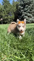 Cookie, a female Pomsky for sale in Norfolk, NE – 4 of 10