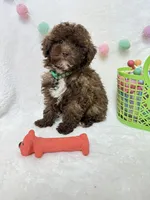 Teddy , a male Poodle - Toy  for sale in Norfolk, NE – Photo 8 of 9