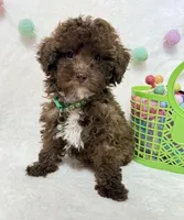 Teddy , a male Poodle - Toy  for sale in Norfolk, NE – Photo 4 of 9