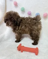 Teddy , a male Poodle - Toy  for sale in Norfolk, NE – Photo 2 of 9