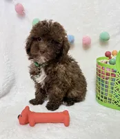 Teddy , a male Poodle - Toy  for sale in Norfolk, NE – Photo 3 of 9