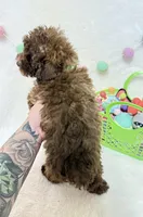 Teddy , a male Poodle - Toy  for sale in Norfolk, NE – Photo 5 of 9