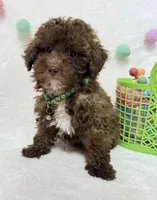 Teddy , a male Poodle - Toy  for sale in Norfolk, NE – Photo 1 of 9
