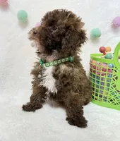Teddy , a male Poodle - Toy  for sale in Norfolk, NE – Photo 6 of 9