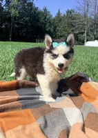 GiGi, a female Pomsky for sale in Norfolk, NE – 5 of 8