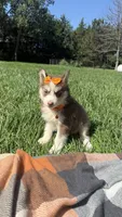 Cookie, a female Pomsky for sale in Norfolk, NE – 8 of 10