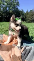 Dolly, a female Pomsky for sale in Norfolk, NE – 3 of 8