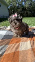 Princess , a female Havapoo for sale in Norfolk, NE – 2 of 6