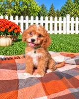 Mochi, a male Cavapoo for sale in Norfolk, NE – 2 of 9