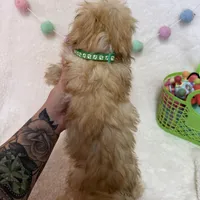 Rusty, a male Morkie for sale in Norfolk, NE – Photo 6 of 7