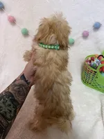 Rusty, a male Morkie for sale in Norfolk, NE – Photo 6 of 7