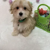 Rusty, a male Morkie for sale in Norfolk, NE – Photo 5 of 7