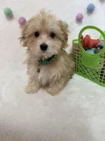 Rusty, a male Morkie for sale in Norfolk, NE – Photo 5 of 7