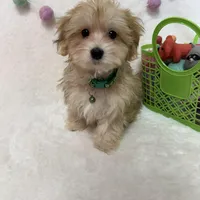 Rusty, a male Morkie for sale in Norfolk, NE – Photo 3 of 7