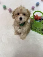 Rusty, a male Morkie for sale in Norfolk, NE – Photo 3 of 7