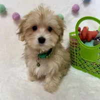 Rusty, a male Morkie for sale in Norfolk, NE – Photo 1 of 7