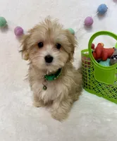 Rusty, a male Morkie for sale in Norfolk, NE – Photo 1 of 7