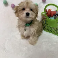 Rusty, a male Morkie for sale in Norfolk, NE – Photo 2 of 7