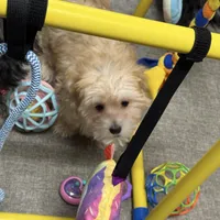Rusty, a male Morkie for sale in Norfolk, NE – Photo 4 of 7